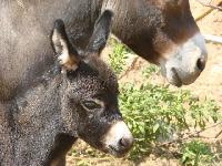 birth TOP GUN DU VARON - Miniature donkey