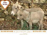 MELODY IN BLUE - miniature donkey