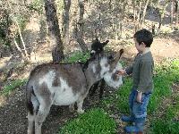 Our 1st baby of year 2009 - Spectacular Miniature donkey