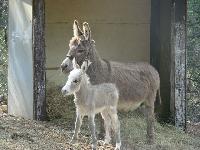 FIRST BIRTH 2008 - miniature donkey