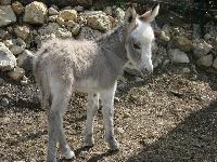 FIRST BIRTH 2008 - miniature donkey