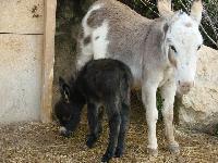 BIRTH Channelle baby, TOTALE ECLIPSE only 29 inches - miniature donkey