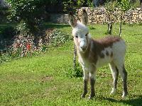 We dreamed her,  she arrived - miniature donkey